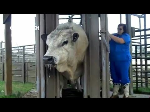 أبقار عملاقة لن تصدق حجمها