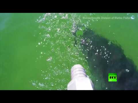 شاهد لحظة هجوم سمكة قرش ضخمة في المياه الأميركية