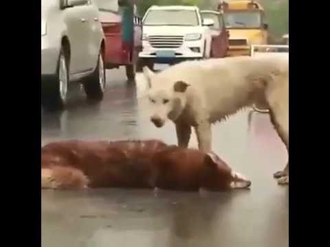 شاهد رد فعل كلب بسبب حزنه على موت صديقه