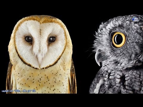 شاهد حقائق مذهلة عن طائر الحكمة البوم