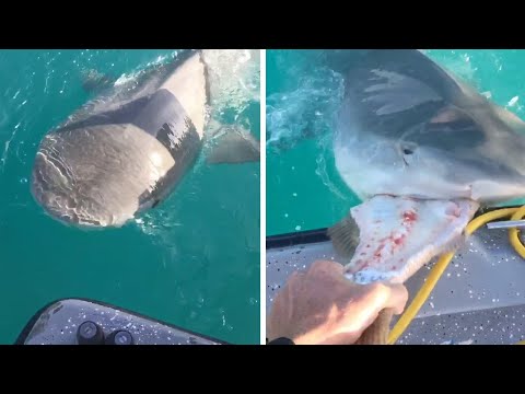 شاهد غواص يهوى إطعام الكائنات البحرية بيده