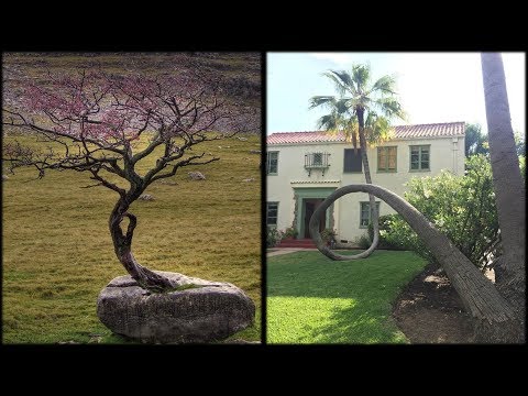 أغرب الأشجار التي نمت في أصعب الأماكن