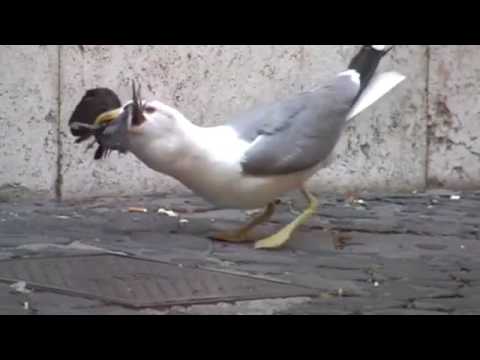 شاهد طائر نورس يبلع حمامة كاملة حية