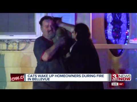 شاهد قطة تنقذ حياة عائلة من حريق التهم المنزل