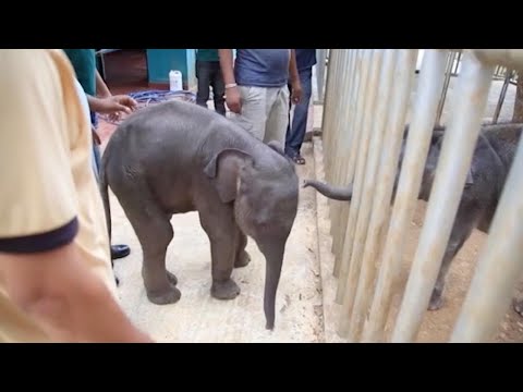 شاهد الفيل الصغير يثير ذعر سكان القرى في الهند