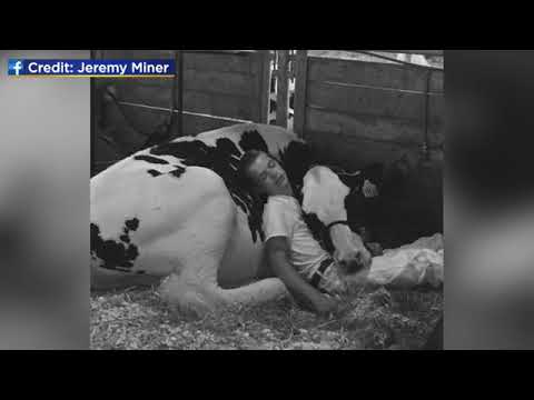 شاهد شاب ينام في حضن بقرته