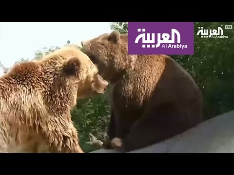 شاهد مركز أوكراني جديد للدفاع عن الدببة