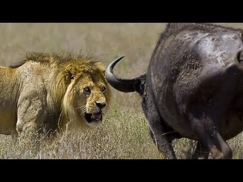 رد فعل ثور عندما واجه قطيع من الأسود