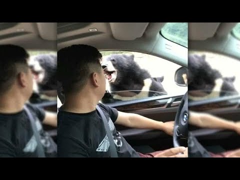 شاهد دب يهاجم رجلًا داخل حديقة للحيوانات في الصين