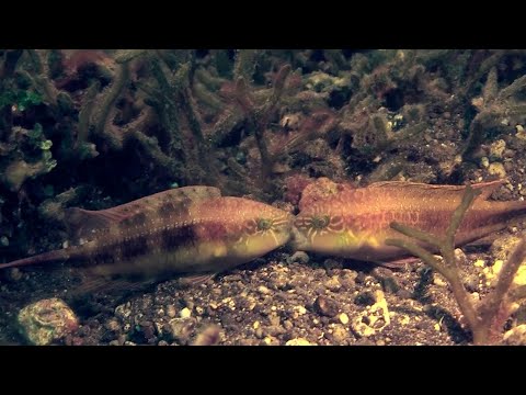 شاهد قبلة بين سمكتين تتحول إلى معركة شرسة