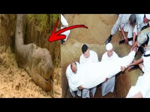 شاهد ثعبان يلدغ مربيه ويتسبب في قتله