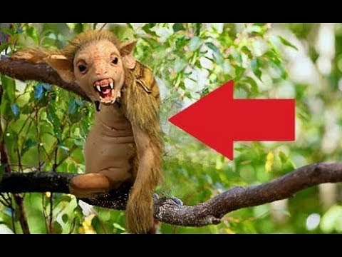 شاهد أغرب المخلوقات في غابة الأمازون