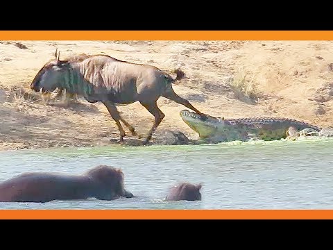 شاهد أفراس النهر تنقذ حيوانًا من فك تمساح