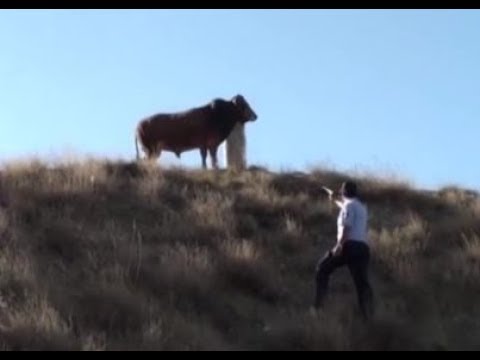 ثور هارب ينتقم من ضابط أطلق عليه سهمًا مهدئًا