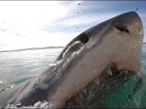 قرش يفاجأ غواصًا بالخروج من المياه على بُعد سنتيمترات منه