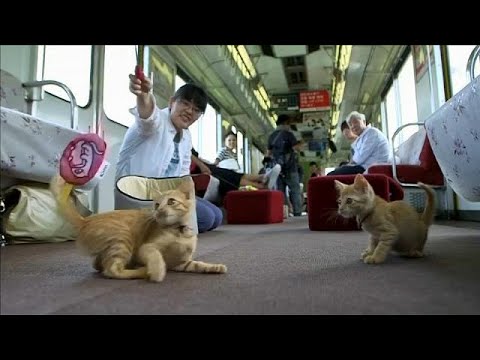 تجربة يابانية فريدة لإنقاذ القطط الضالة من الإعدام