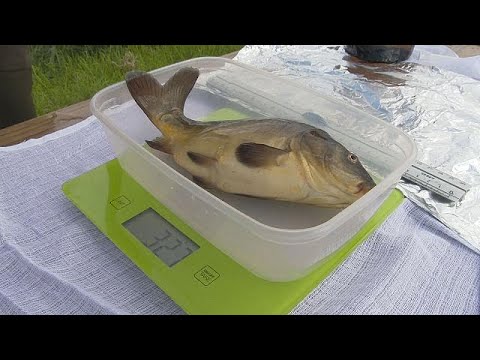 تأثير الاحتباس الحراري على إنتاج الأسماك في أوروبا