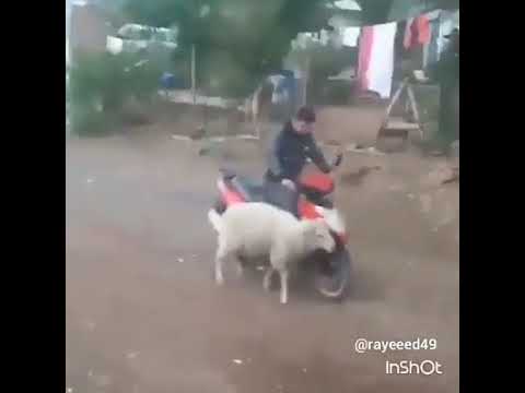 شاهد خروف يلقّن شابًا درسًا قاسيًا