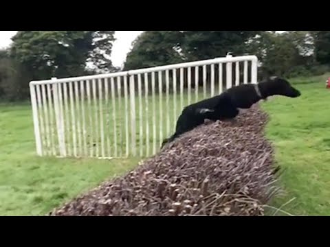 كلب يقلد قفزة الحصان يثير ضحك روّاد مواقع التواصل