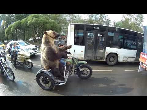 دب يركب دراجة نارية ويسلي السائقين على الطريق