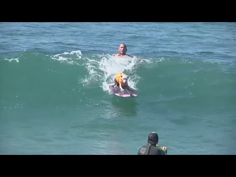 الكلاب تركب الأمواج في كاليفورنيا