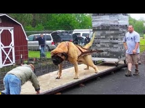 أضخم وأقوى 10 أنواع كلاب في العالم