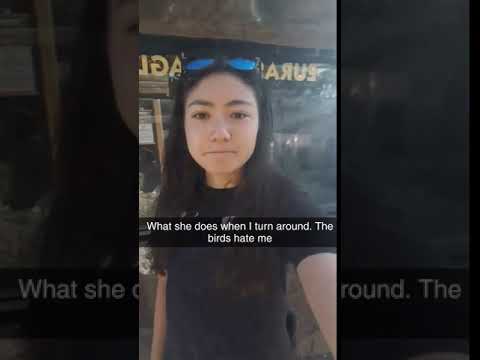 بومة حاولت الانقضاض على فتاة فنالت عقابًا قاسيًا