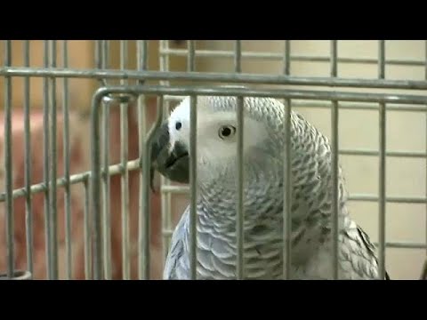 ببغاء يرتل سورًا من القرآن الكريم ويحفظ الشهادتين