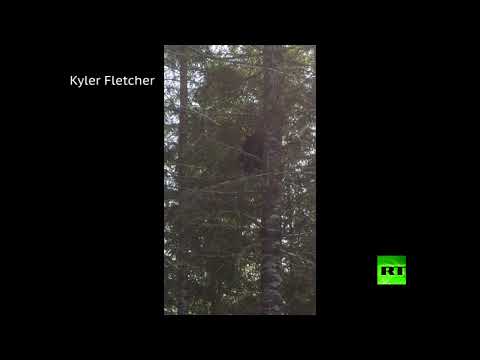 دب يتسلق شجرة بسرعه مذهلة على غير العادة