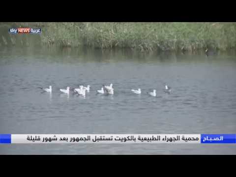 محمية الجهراء تستقبل الجماهير في الكويت