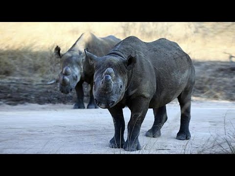 شاهد عودة وحيد القرن الأسود إلى تشاد