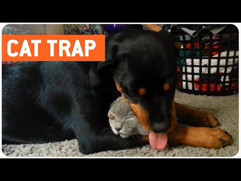 كلب يكسر القيود ويقع في حب قطة