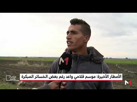 شاهد توقعات بموسم فلاحي واعد على الرغم من الخسائر المبكرة