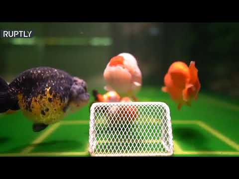 صيني يدرب أسماكه الذهبية على لعب كرة القدم بطريقة مبتكرة