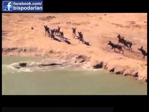 مواجهة بين بعض الضباع ووحيد القرن شاهد