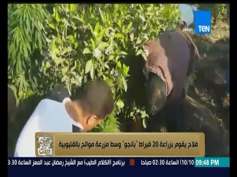 شاهد توقيف فلاح لاتهامه بزراعة مواد مخدرة في القليوبية