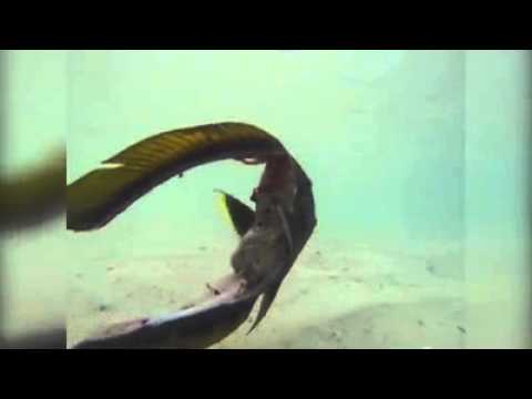 شاهد رأس سمكة يسبح في الماء بلا جسد