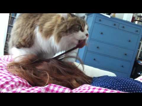 شاهد قطة تصفف بلسانها شعر مربيتها