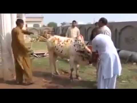 شاهد ثور هائج يتغلب على 4 رجال ويسحل اثنين منهم