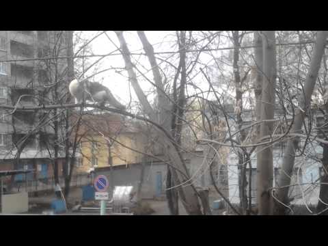 بالفيديو غراب ينتقم من قط أراد التهامه