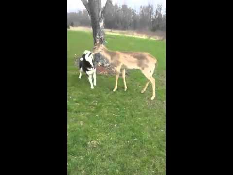 غزال أليف يجيد اللعب مع البشر والحيوانات