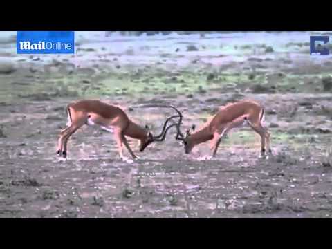 شاهد لبؤة تستغل شجارًا بين زوج من الظباء لاقتناص أحدهما