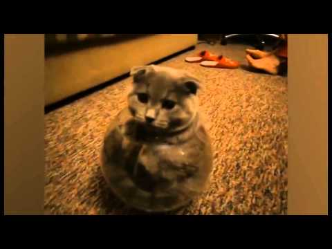 شاهد قطة تختبئ في وعاء بأعجوبة