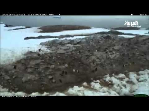 بالفيديو تغير المناخ سيقضي على 16 من الكائنات الحية