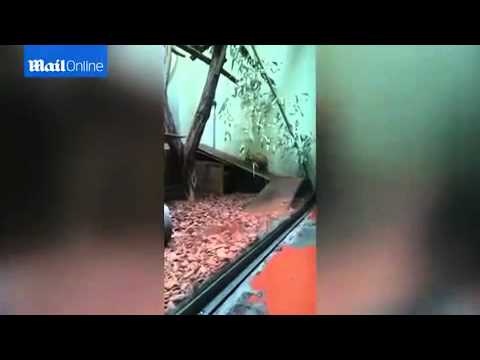 شاهد حيوان يعلمك درسًا في الصبر للوصول إلى هدفك