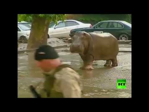 أسود ونمور وحيوانات مفترسة في شوارع العاصمة الجورجية