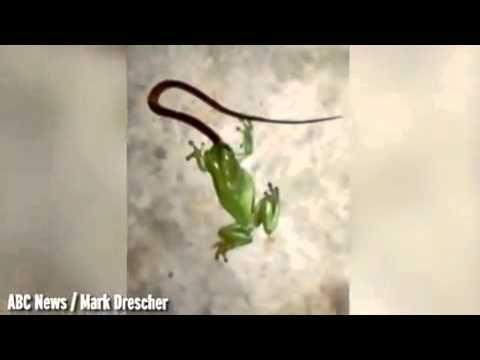 فيديو ضفدع يأكل ثعبانًا حيًّا بفمه الصغير
