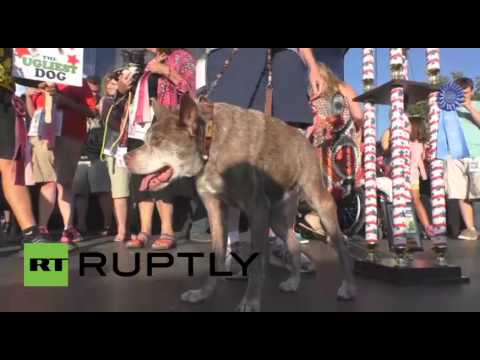 بالفيديو quasi modo يعتبر أبشع كلب في العالم