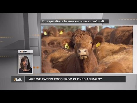 بالفيديو علماء يبحثون تناول لحوم الحيوانات المستنسخة