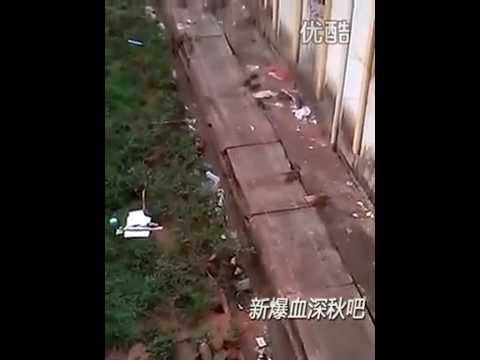 بالفيديو جرذان كثيرة تغزو احد السجون بالفيديو جرذان كثيرة تغزو احد السجون